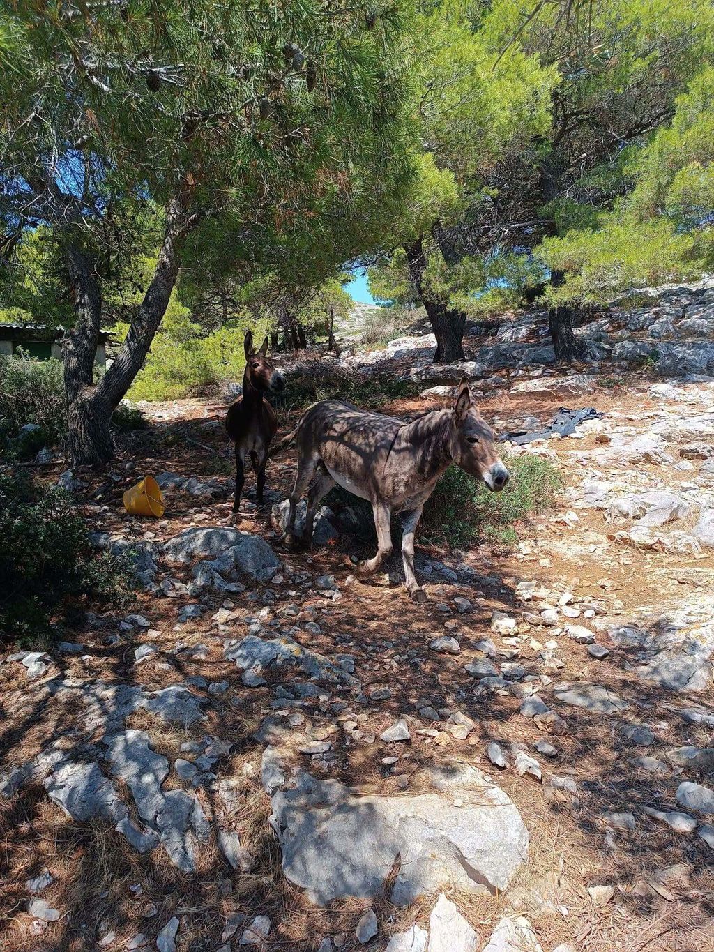 Magarci na otočiću Kurba Mala - 1