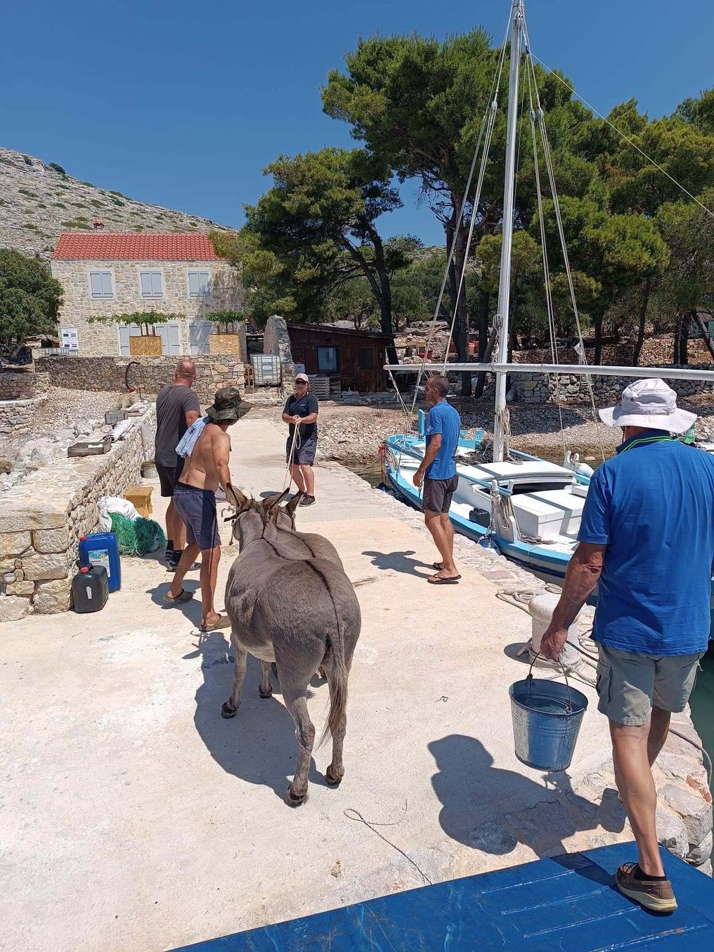 Magarci na otočiću Kurba Mala - 1
