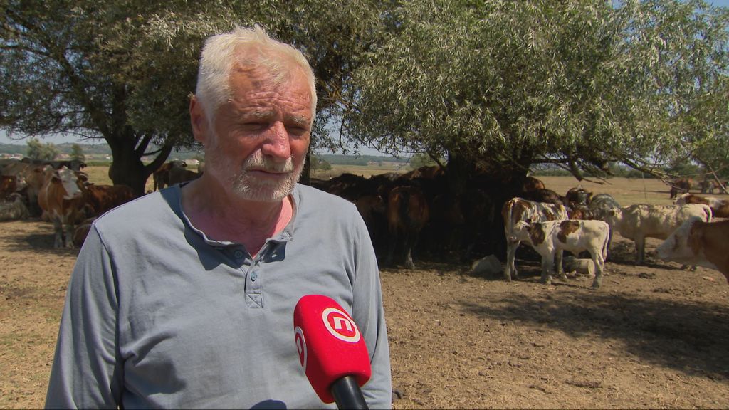 Stočari u problemu, zbog vrućine manje mlijeka i jaja