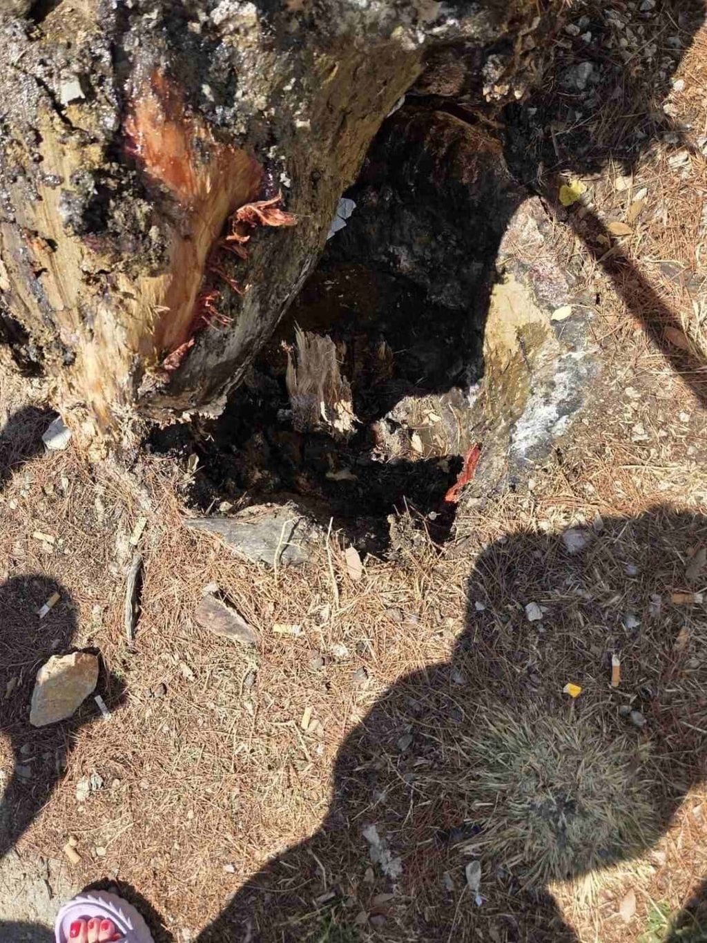 Stablo se srušilo na plažu - 5