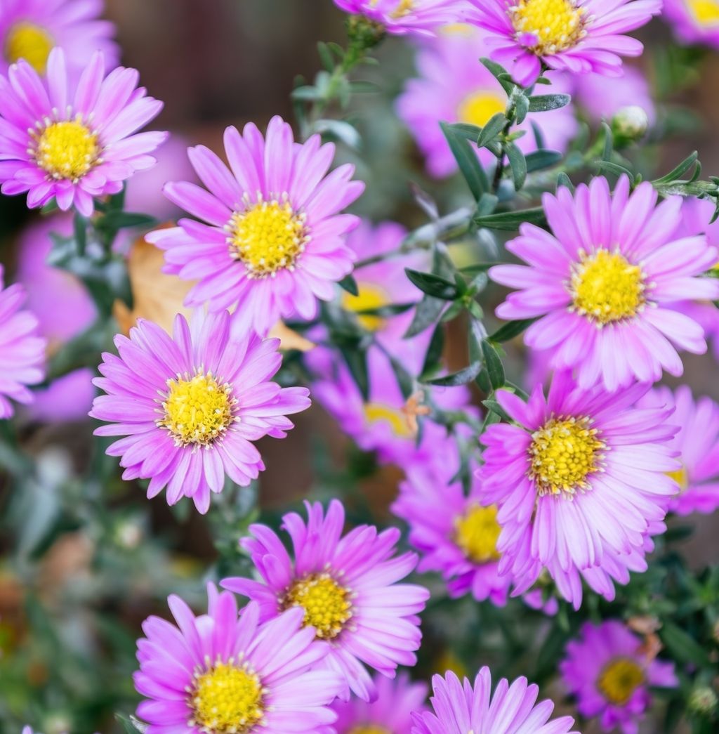 Aster