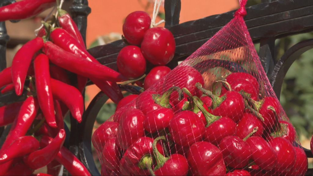 Završena prva berba baranjske začinske paprike
