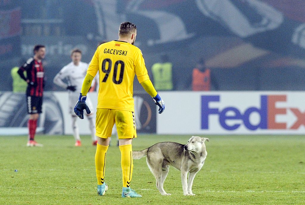 Pas na travnjaku Europske lige (Foto: AFP)