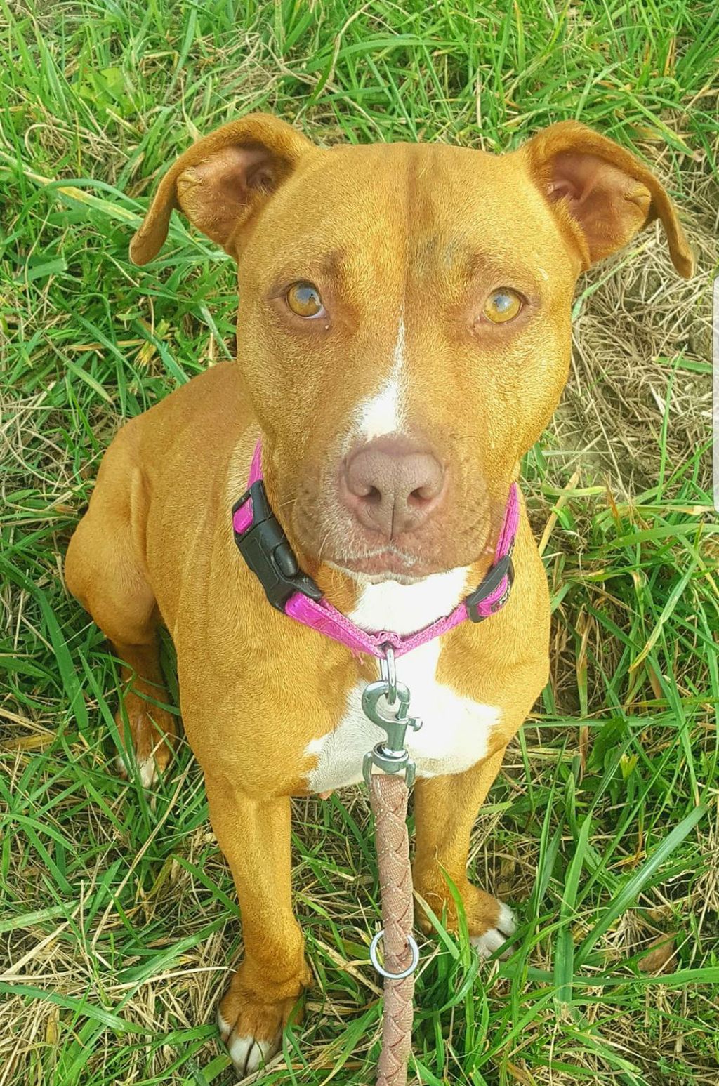 Preslatka 16-mjesečna Lia iz Dumovca traži dom