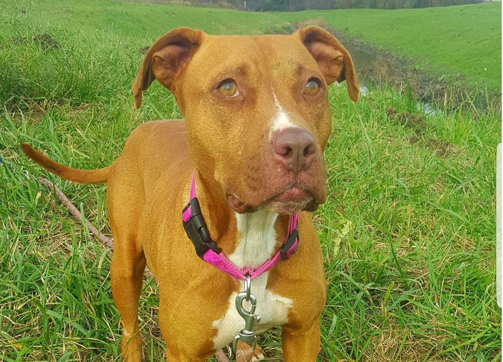 Preslatka 16-mjesečna Lia iz Dumovca traži dom - 6