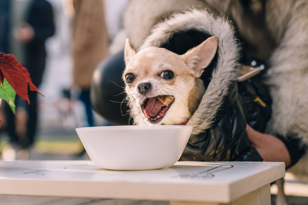 Capa Pet Bistro na Fuliranju - 7