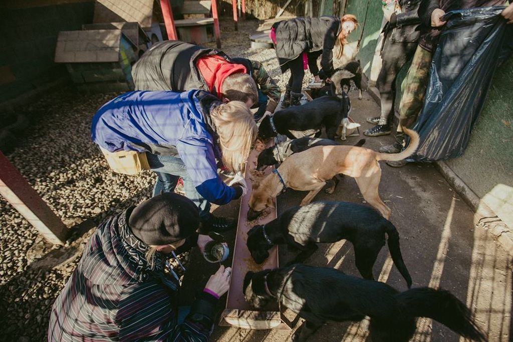 Tradicionalni božićni ručak za pse u osječkom azilu Udruge Pobjede