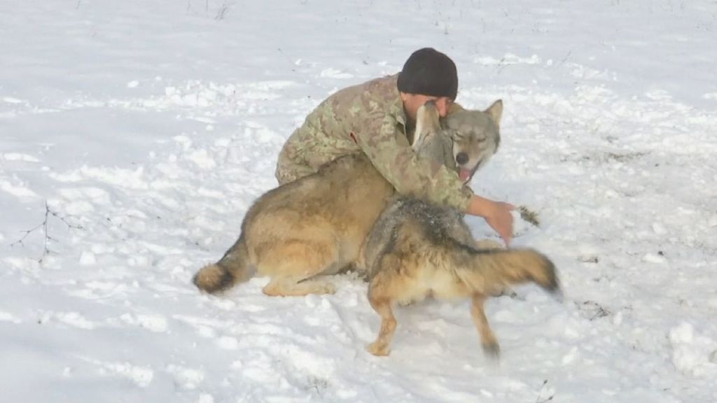Hysni Rexaj pripitomljava vukove (Foto: Dnevnik.hr) - 3