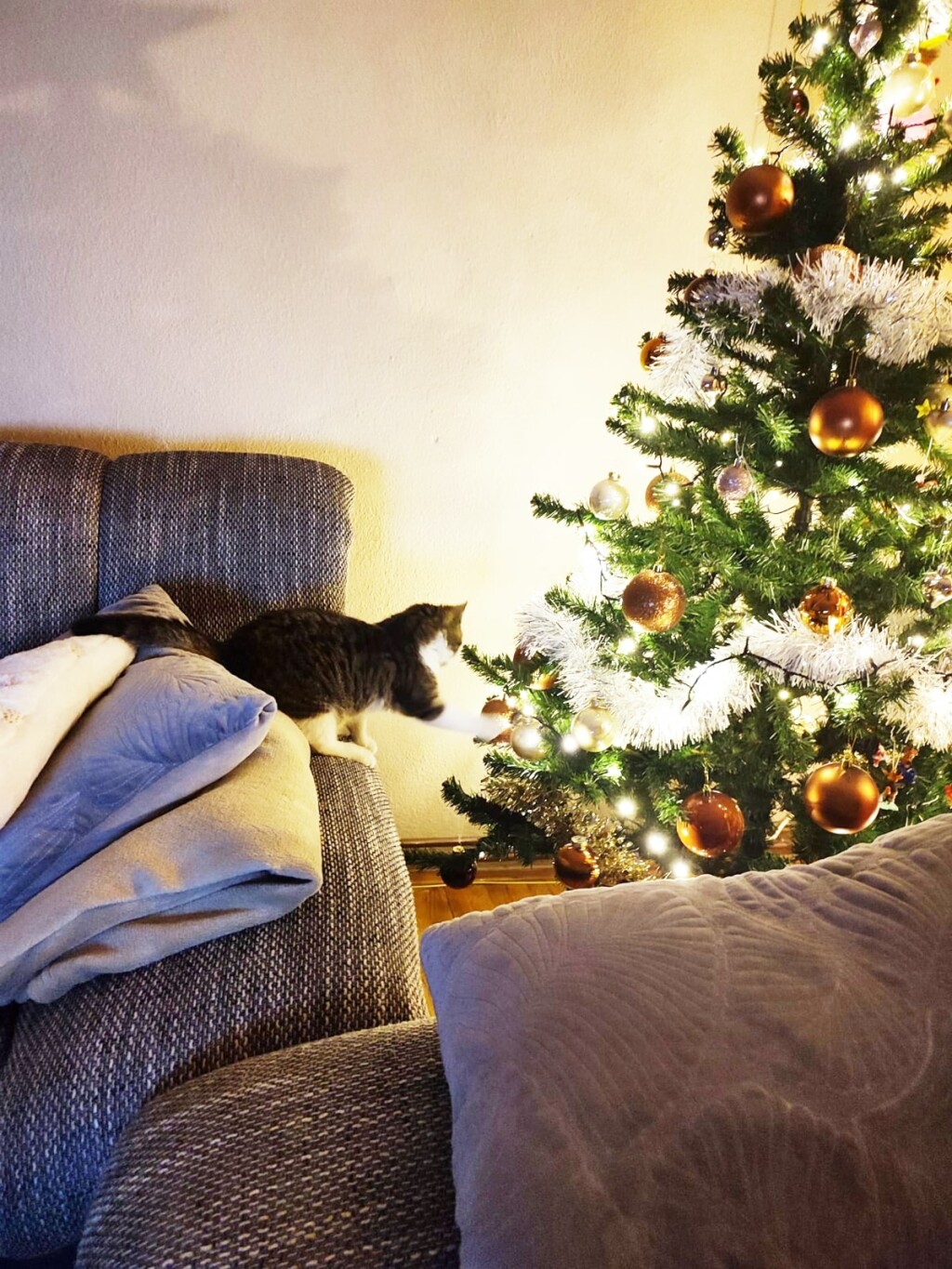 Ima li kakva ptičica u boru?