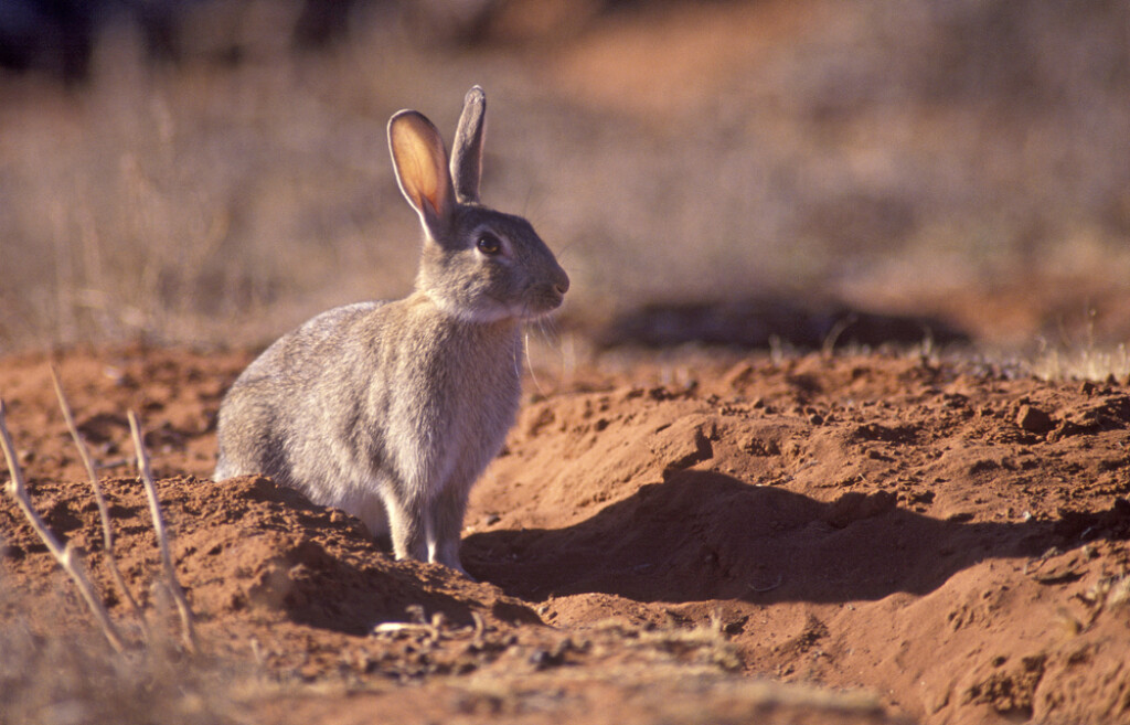 Australija - 1