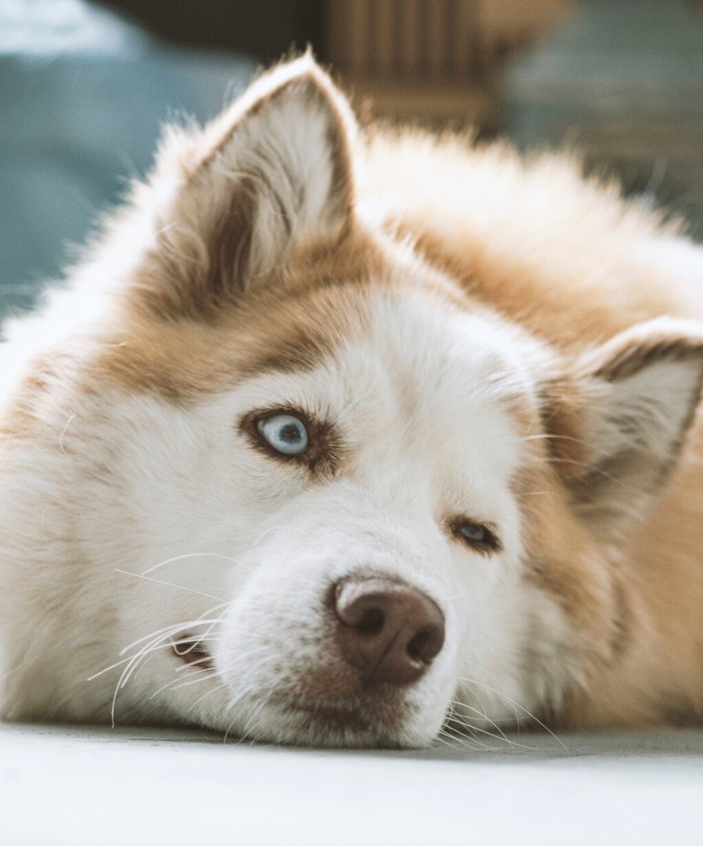 Imaju baš posebne oči