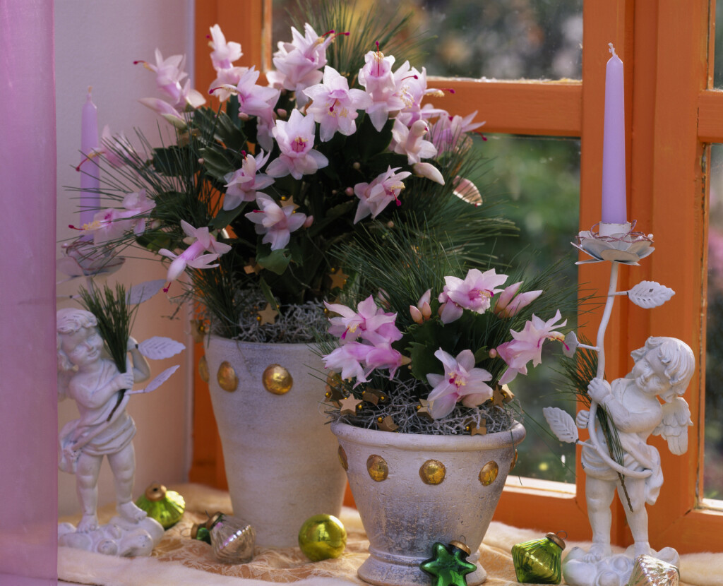 Božićni kaktus - 4