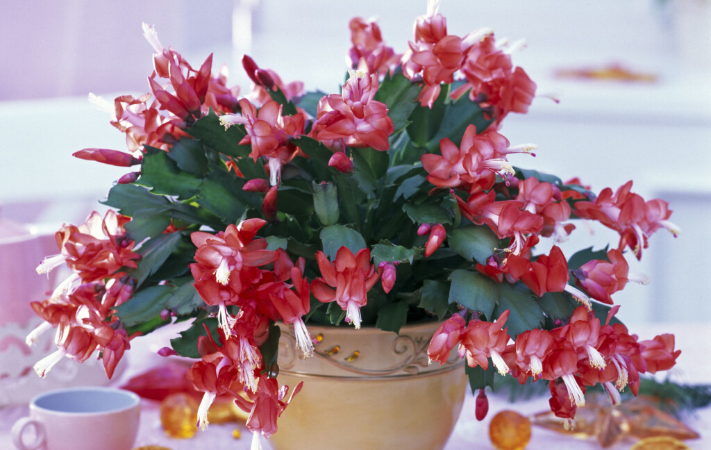 Božićni kaktus - 5