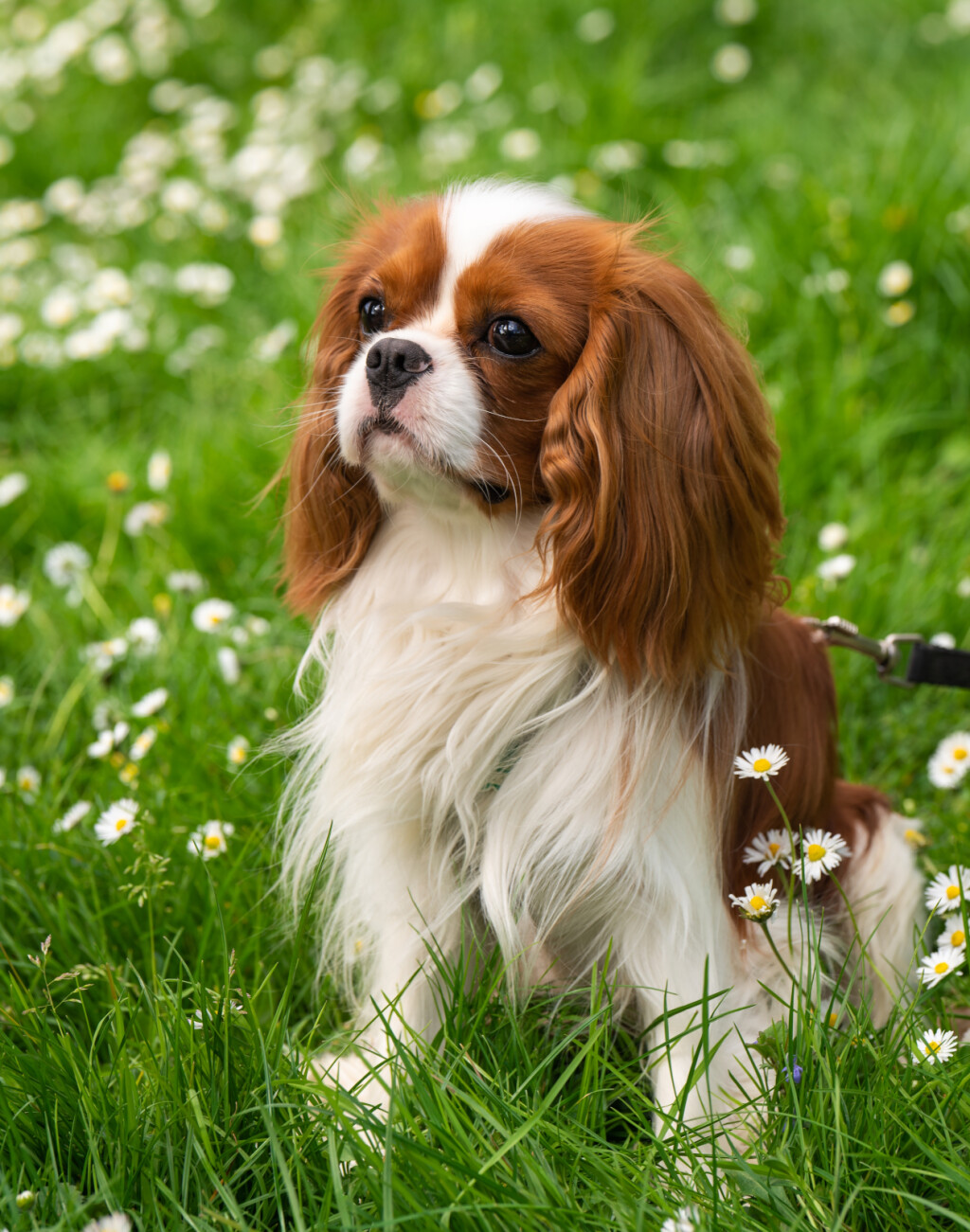 Cavalier King Charles španijel