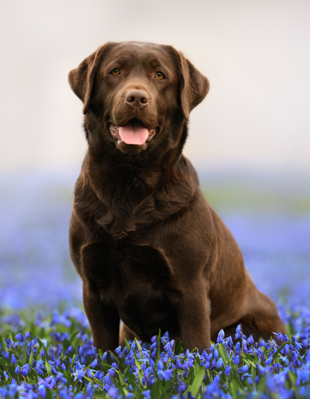 Labrador retriver