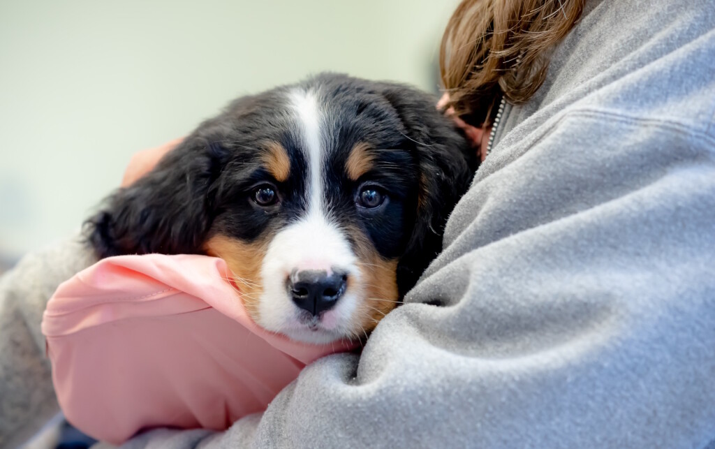 Štene bernskog planinskog psa