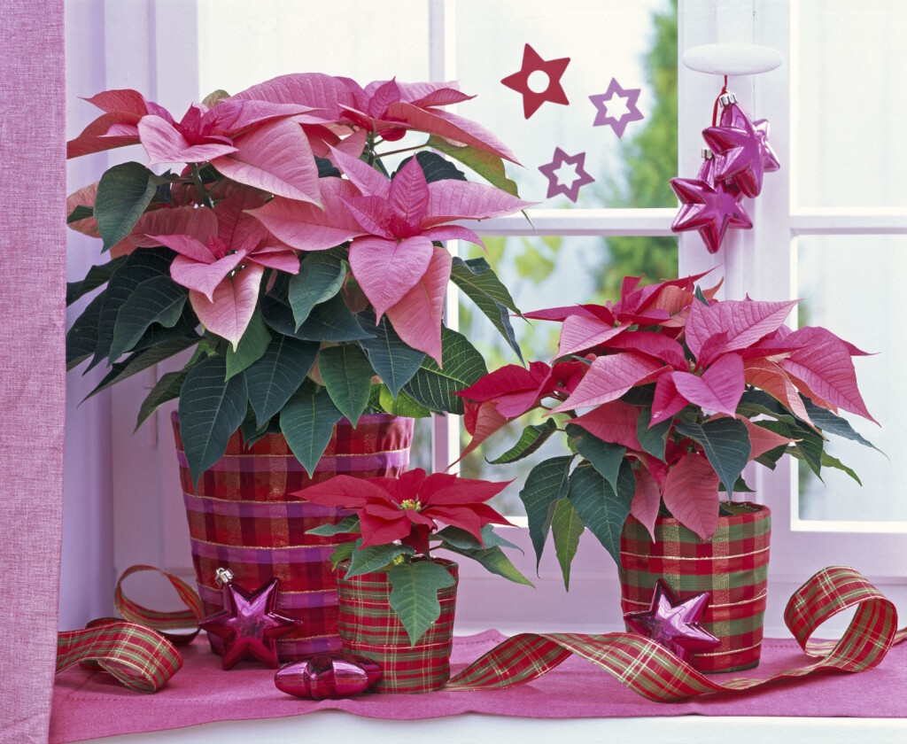 Ružičasta božićna zvijezda