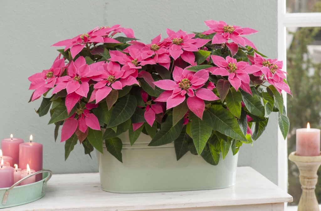 Ružičasta božićna zvijezda