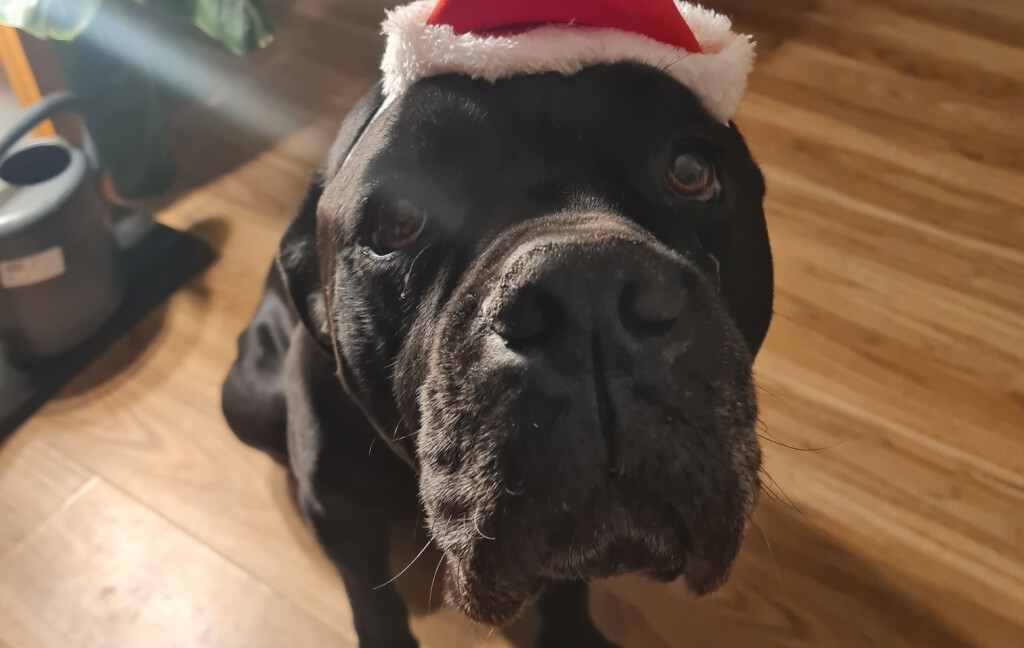 Pas Otto iz Dumovca sretno udomljen nakon pet i pol godina - 4