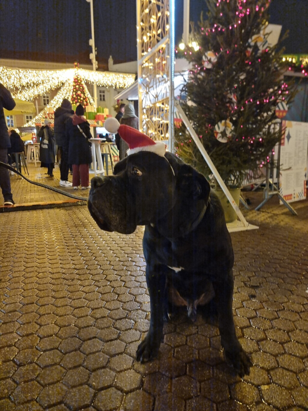 Pas Otto iz Dumovca sretno udomljen nakon pet i pol godina - 6