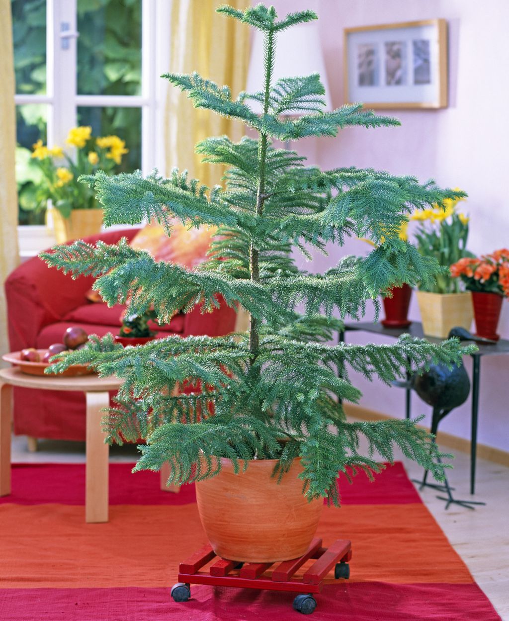 Norfolk bor je tropska biljka koja izgleda poput male verzije božićne jelke - 4