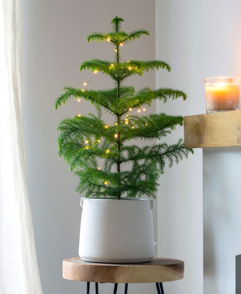 Norfolk bor je tropska biljka koja izgleda poput male verzije božićne jelke