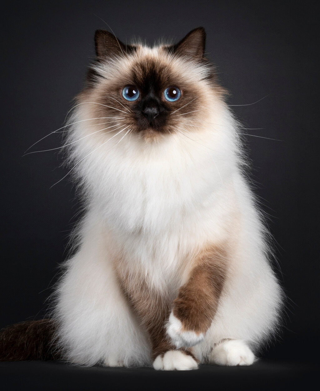 Birmanska mačka (Sveta Birma)