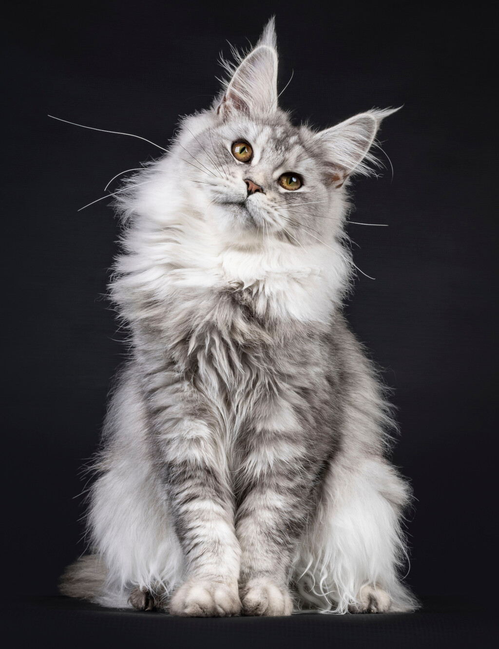 Maine coon