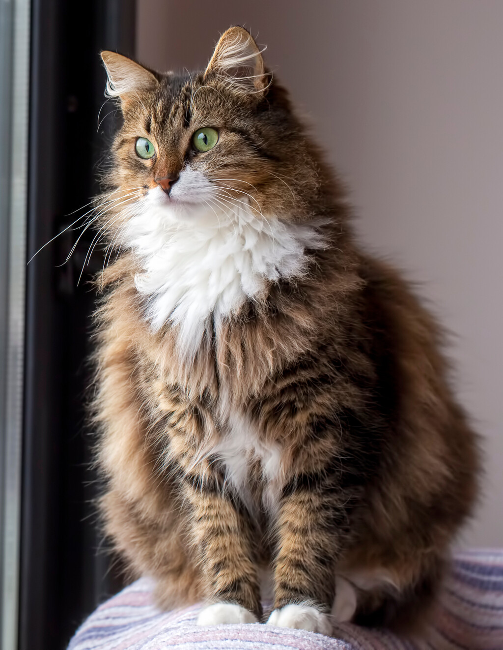 Norveška šumska mačka