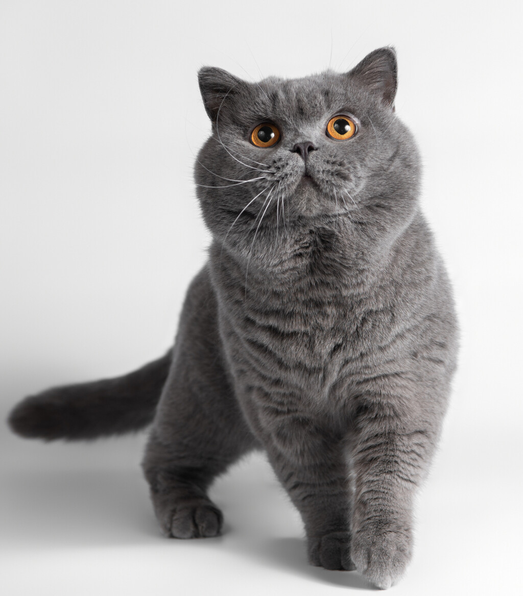 Britanska kratkodlaka mačka