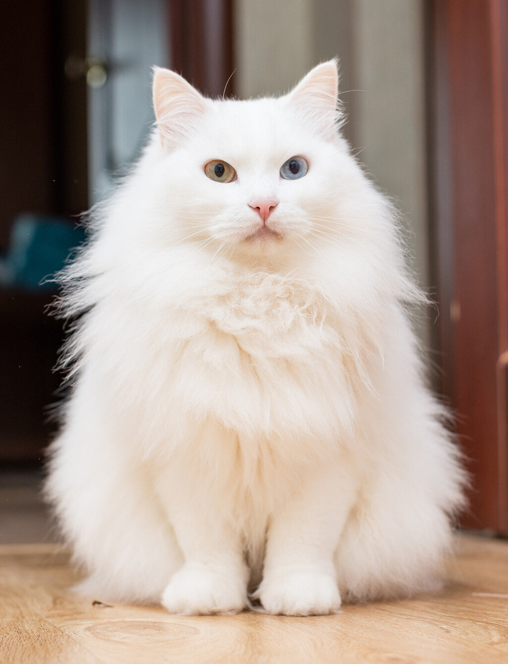 Turska angora