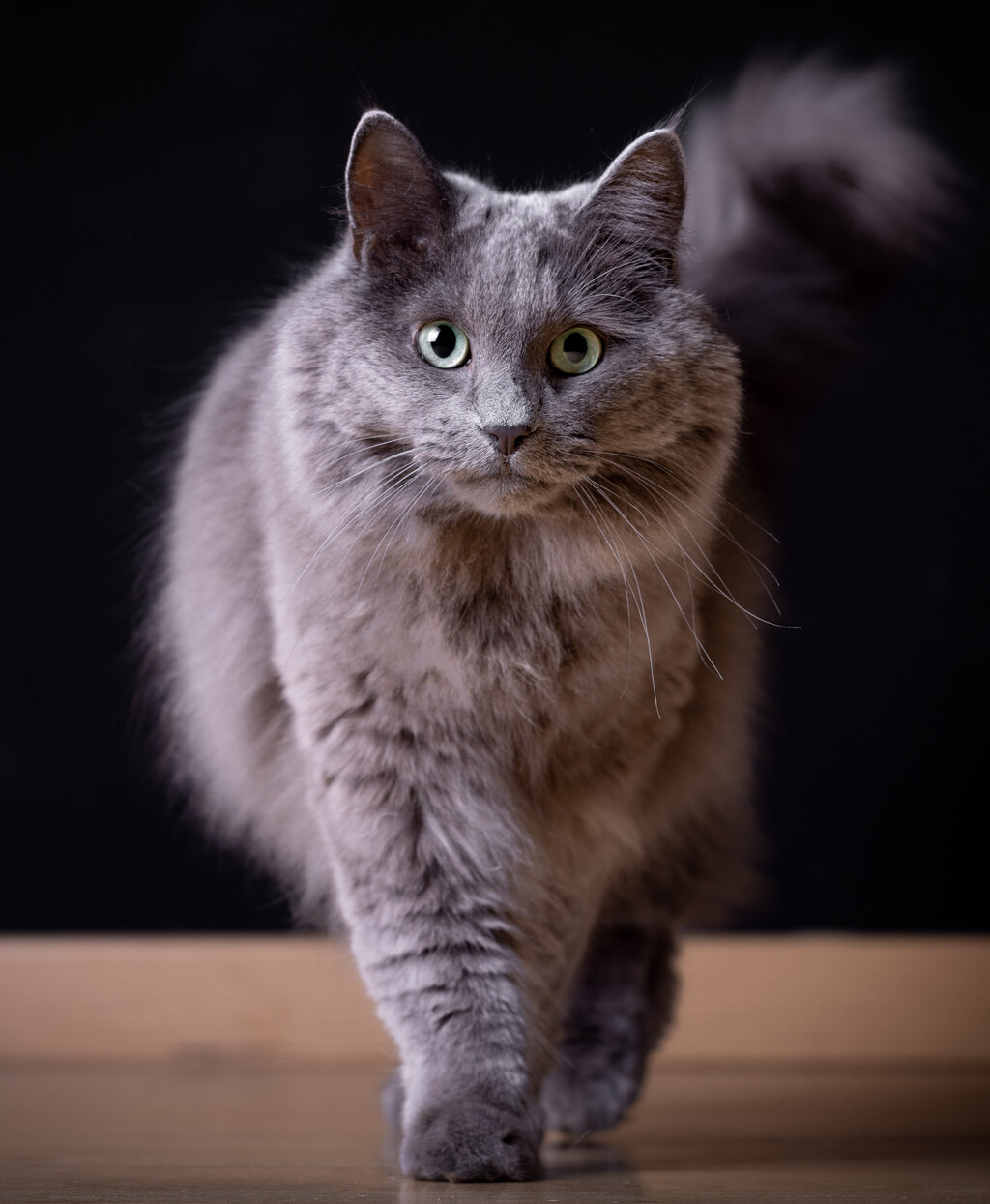 Nebelung