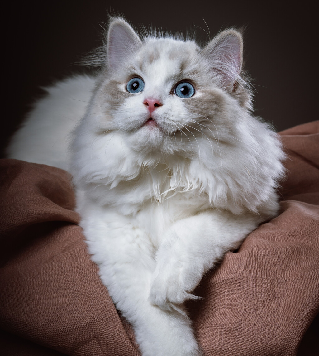 Ragdolli imaju baršunastu poddlaku koja se rijetko petlja, što ih čini idealnima za maženje