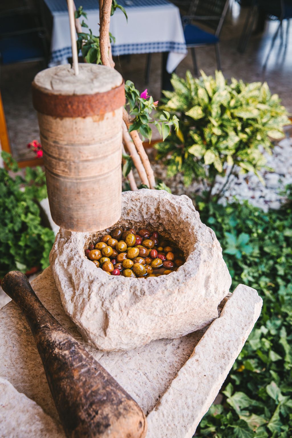 Maslinova ulja s kvarnerskih otoka sa zaštićenom oznakom izvornosti.