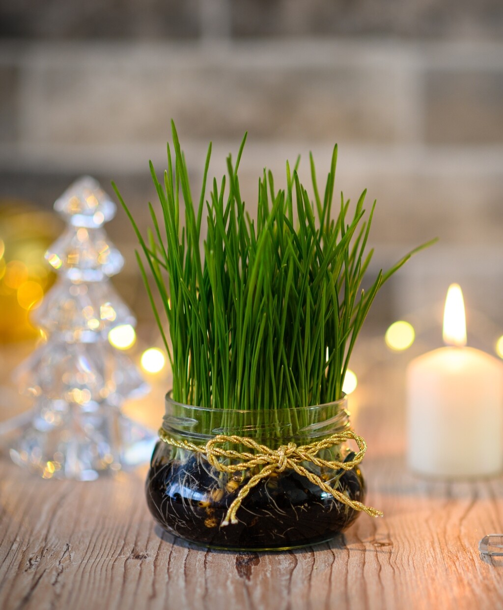 Božićna pšenica u zemlji