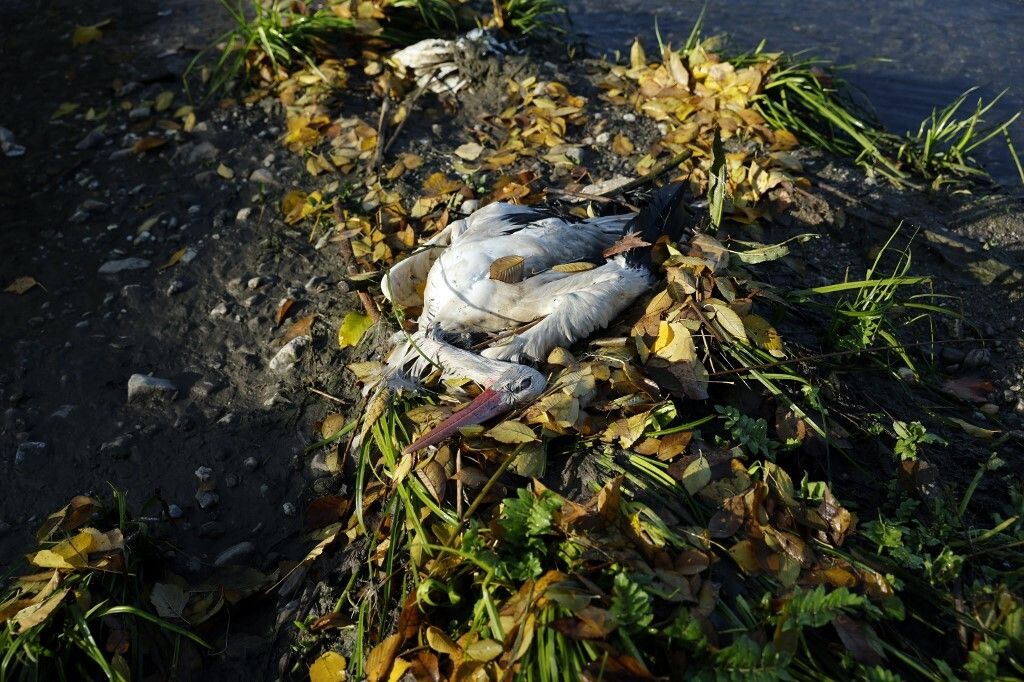 Mrtva roda kod Madrida