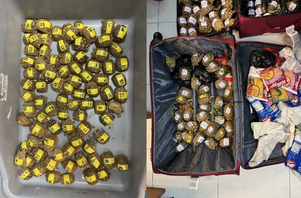 Interpolova operacija Grom 2025. - 1