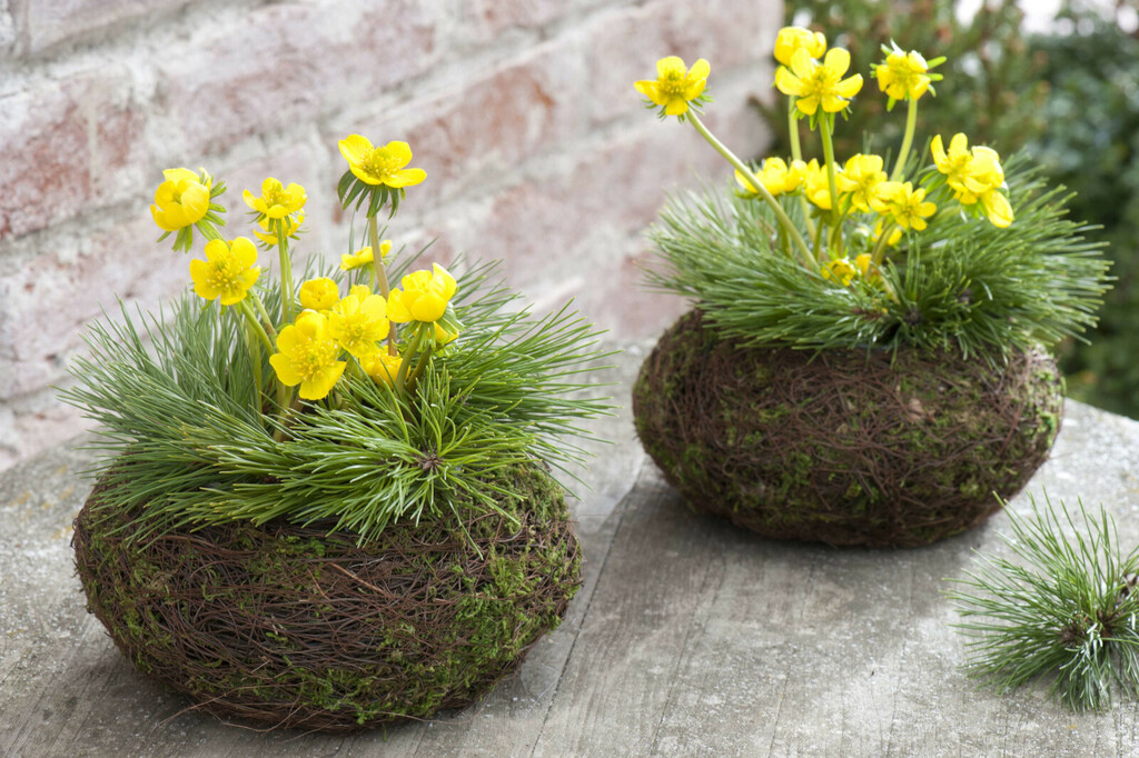 Rana ozimnica je trajnica idealna za romantične vrtove - 1