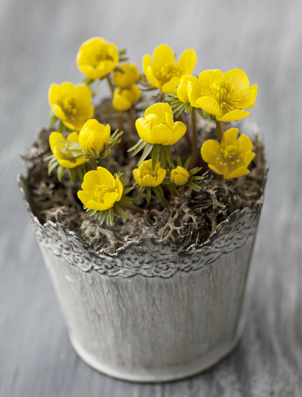 Rana ozimnica je trajnica idealna za romantične vrtove - 3