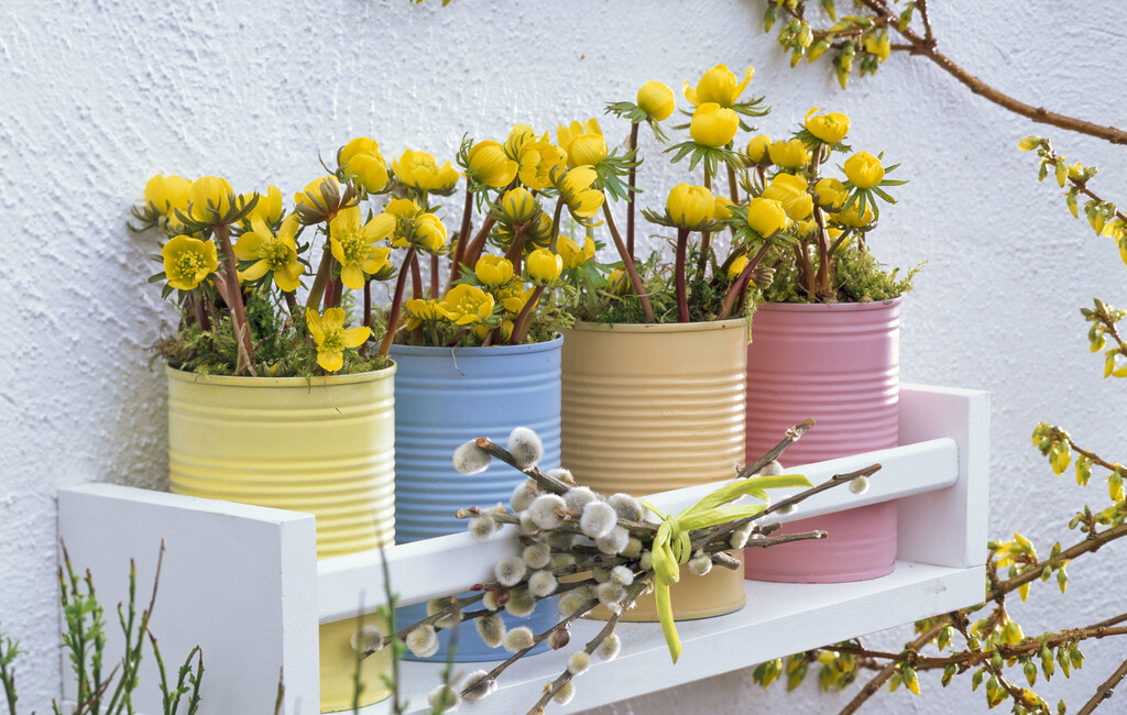 Rana ozimnica je trajnica idealna za romantične vrtove - 6