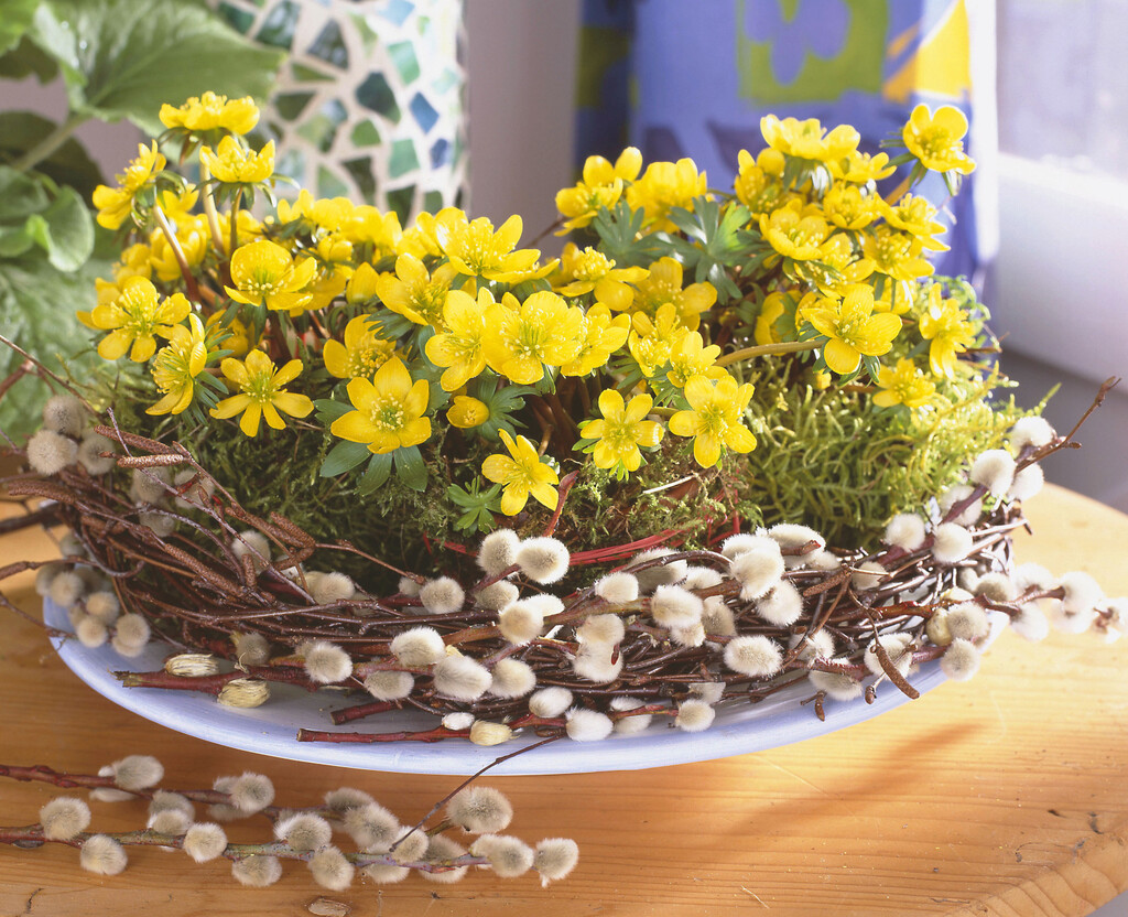 Rana ozimnica, latinskog naziva Eranthis hyemalis, jedna je od prvih trajnica koja cvate dok zima još traje
