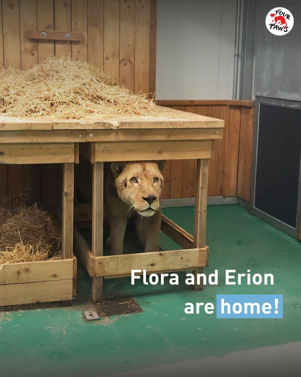Erion i Flora