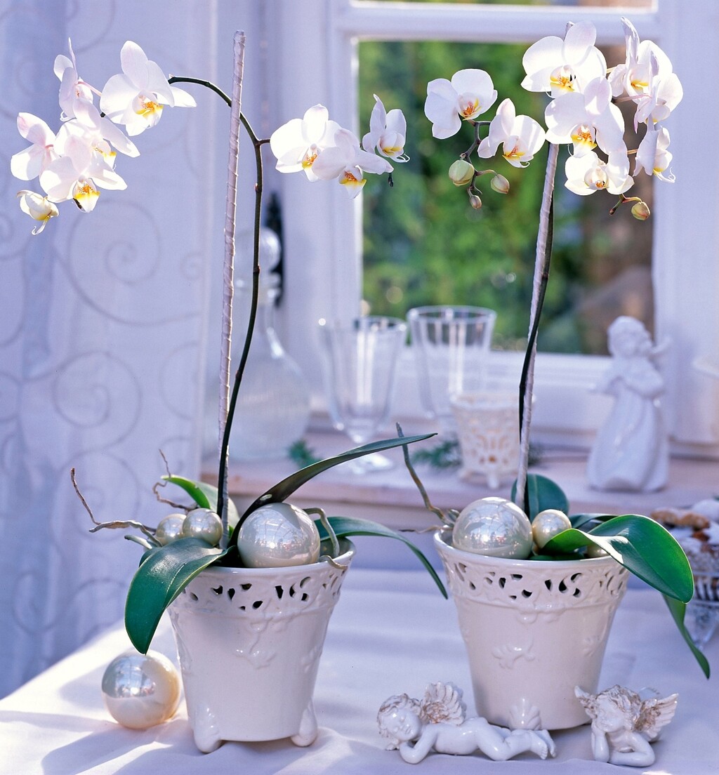 Bijelo cvijeće u božićnim dekoracijama