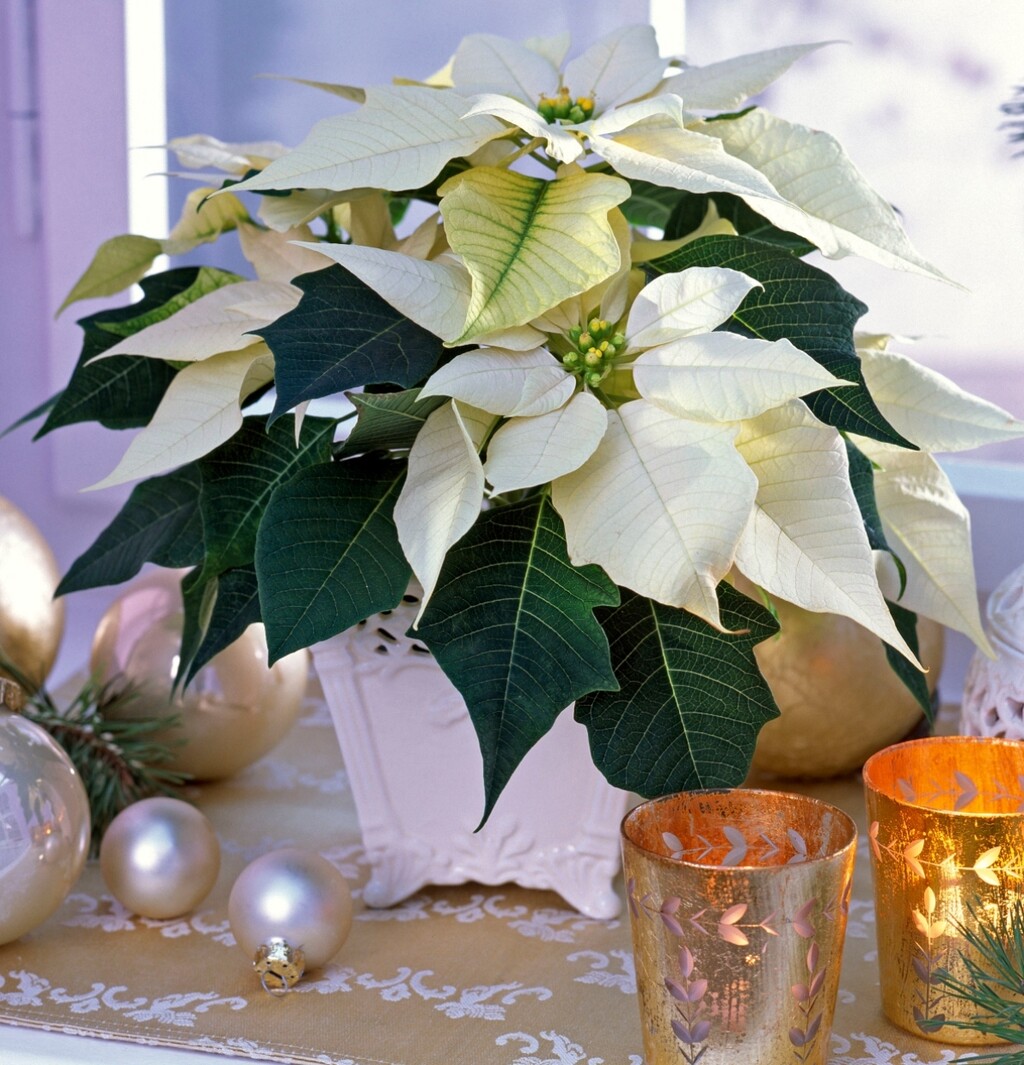 Bijelo cvijeće u božićnim dekoracijama