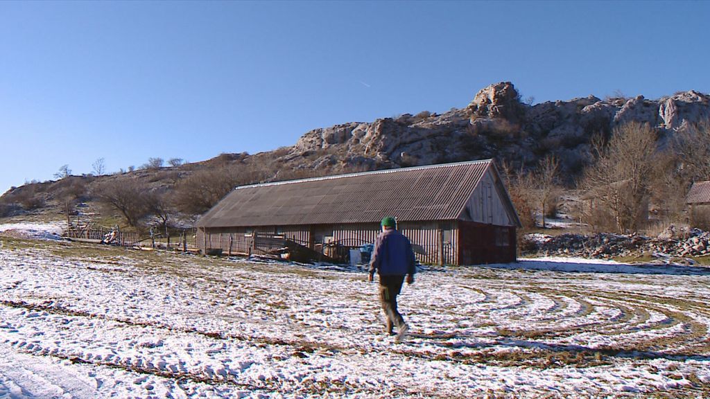 Stočar Nikola Surla