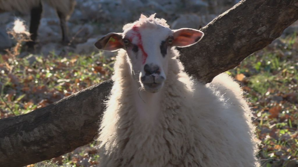 Kuga uzima živote domaćih životinja - 1