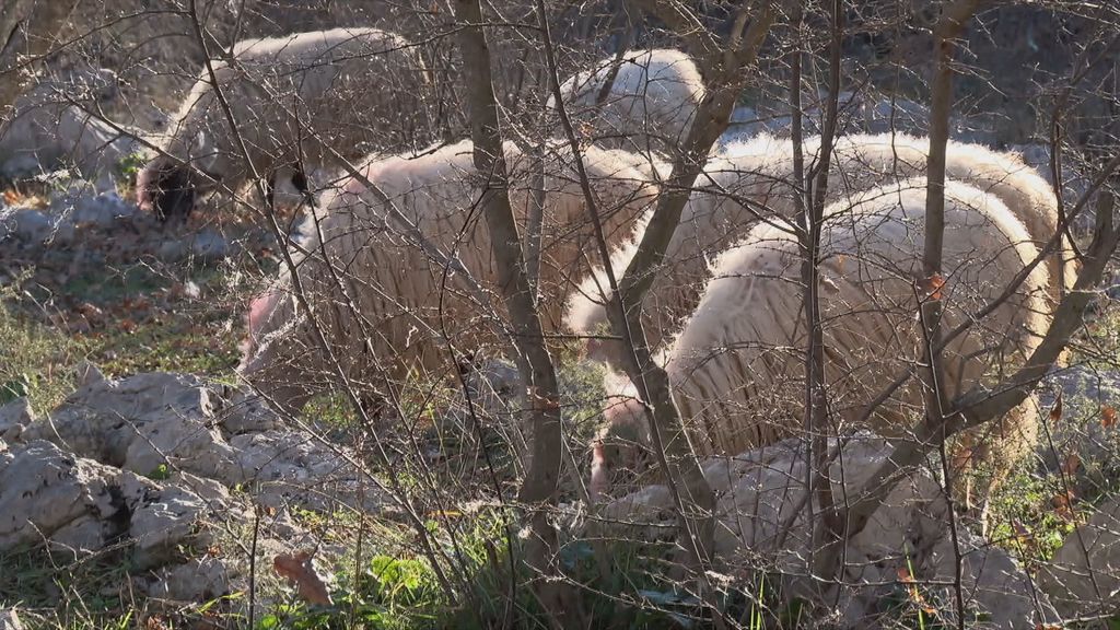 Kuga uzima živote domaćih životinja - 1
