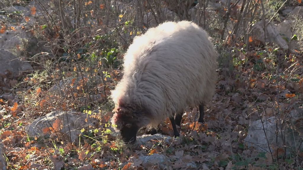 Kuga uzima živote domaćih životinja - 1