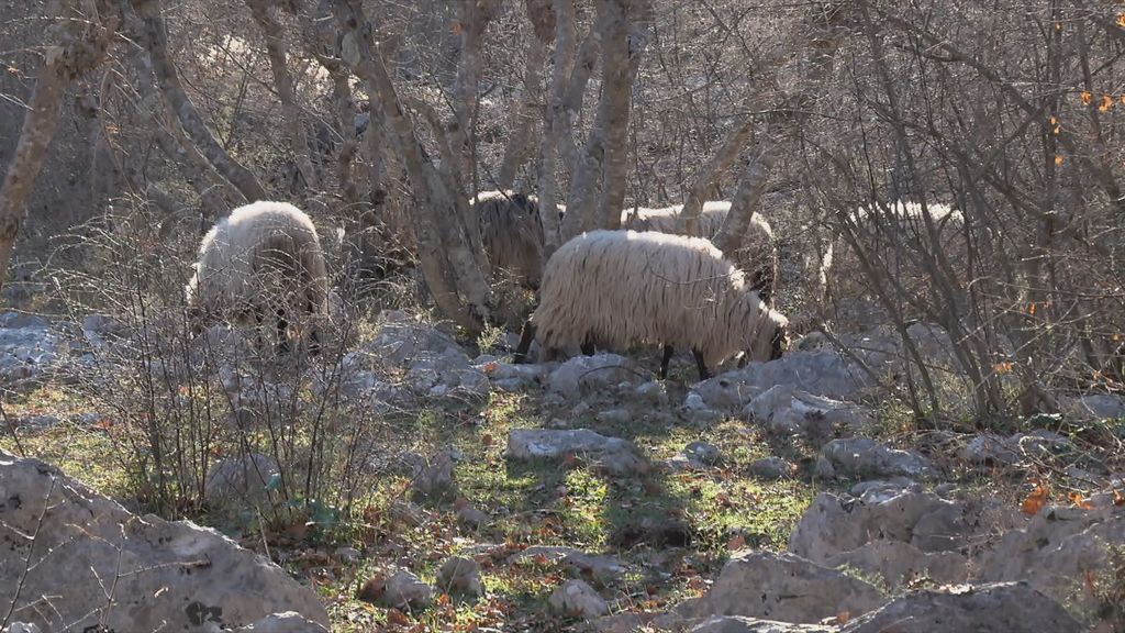 Kuga uzima živote domaćih životinja - 1