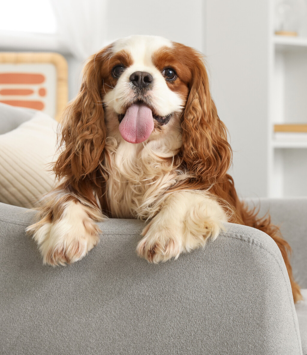 Kavalirski španijel kralja Charlesa